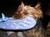 The slipper thief!-100_0666.jpg