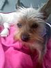 Do you shave your yorkie?-0322001257.jpg
