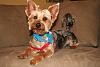 Do you shave your yorkie?-img_8647.jpg