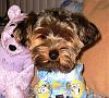 Do you shave your yorkie?-img_0009.jpg