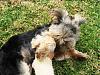 Do you shave your yorkie?-yorkie-monster-devouring-prey.jpg