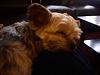 Let sleeping dogs lie-1209091056.jpg