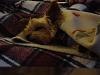 Let sleeping dogs lie-dsc00045.jpg