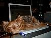 Let sleeping dogs lie-sleeping-mac.jpg
