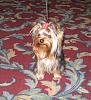 Gidget at the Specialty-wmytc-002.jpg