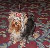 Gidget at the Specialty-wmytc-003.jpg