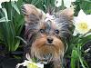 Miss Bridget's first Spring-bridget-flowers.jpg