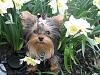 Miss Bridget's first Spring-bridget-flowers-2.jpg