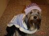Sophie got a new coat-album-6-154c.jpg