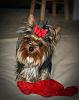 Bailey in his super cute bow from Mimimomo!-025.jpg