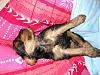 Let sleeping dogs lie-sunny-418-0301.jpg