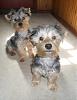 Our Babies-boyd_tipper.jpg
