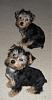 Our Babies-puppy-cuts.jpg