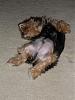 Let sleeping dogs lie-sam_0351.jpg