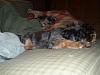 Let sleeping dogs lie-sam_0652.jpg