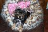 Bella LUVS her new CUDDLENEST...it's so pretty-bellacuddlenest4-600-x-399-.jpg