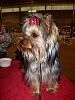 Punkie at 8 months-04-10-10-punkie-1st-show-n.jpg