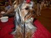 Punkie at 8 months-04-10-10-punkie-1st-show-f.jpg