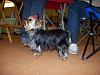 Punkie at 8 months-04-10-10-punkie-1st-show-.jpg