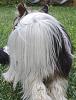 Best Yorkie Butt Competition-may-4-010.jpg