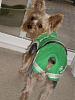 Best Yorkie Butt Competition-pbutt0.jpg