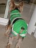 Best Yorkie Butt Competition-pbutt1.jpg