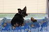 Best Yorkie Butt Competition-butt-002-600-x-400-.jpg