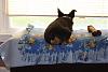 Best Yorkie Butt Competition-butt-600-x-400-.jpg