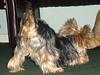 Best Yorkie Butt Competition-charlees-butt.jpg