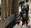 Best Yorkie Butt Competition-apbutt1.jpg