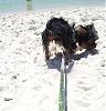 Best Yorkie Butt Competition-sandy-beach-butt.jpg