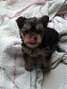cutes yorkie pic ever.-001.jpg