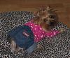 Best Yorkie Butt Competition-copy-2009-5-344.jpg