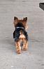 Best Yorkie Butt Competition-kodiscutebutt.jpg