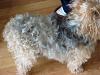 Best Yorkie Butt Competition-copy-2010-04-009.jpg