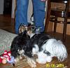 Best Yorkie Butt Competition-butt-pics.jpg