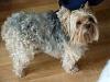 Best Yorkie Butt Competition-copy-2010-04-010.jpg