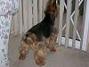 Best Yorkie Butt Competition-100_0683.jpg
