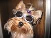 Betty Boop in her new Doggles-img_0510.jpg