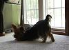 Best Yorkie Butt Competition-gwennibutt.jpg