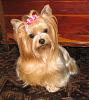 Best Yorkie Butt Competition-booty-ful-100.jpg