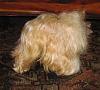 Best Yorkie Butt Competition-booty-ful-101jpg.jpg