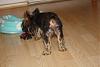 Best Yorkie Butt Competition-samys-naked-butt.jpg