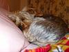 Best Yorkie Butt Competition-buttpic.jpg