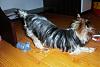 Best Yorkie Butt Competition-cimg6112.jpg