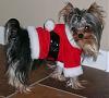 Best Yorkie Butt Competition-p1010090.jpg