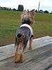 Best Yorkie Butt Competition-1.jpg