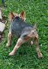Best Yorkie Butt Competition-teddy3.jpg