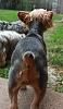 Best Yorkie Butt Competition-bellabutt.jpg