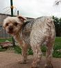 Best Yorkie Butt Competition-matty.jpg